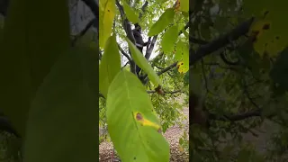 21 Yaşındaki cevizi budama teknikleri