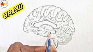 How to Draw Human Brain Diagram Step by Step | Human Brain Diagram Drawing [Tutorial]