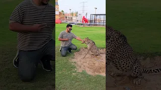 Dangerous Cheetah Wants to Bite on My Hand | Nouman Hassan |