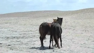 Horses Fighting at Assateague Island