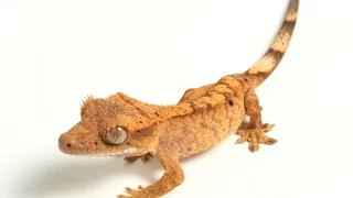 Ресничный геккон–бананоед. Содержание экзотической ящерицы в террариуме