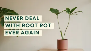 7 ways to prevent root rot