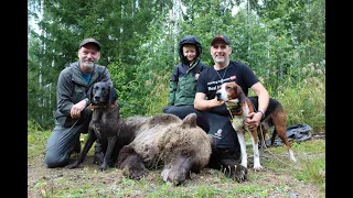 Björnjakten som blev ett björneftersök.