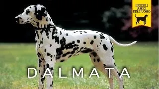 IL DALMATA trailer documentario