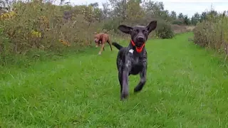 Vizsla and GSP take a run