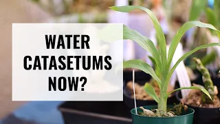 Time to Water Catasetums? - When to Water Catasetum Orchids Emerging from Dormancy