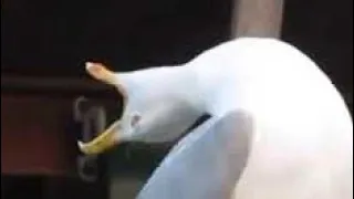 Seagull Scream