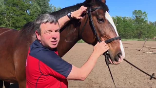 Equine Massage -Myofascial Therapy for Horses (TMJ Trigger Points)