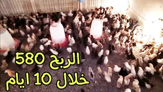 يوميات الدجاج 🐓 / مشروع كتاكيت الدجاج صافي أرباح خلال 10 أيام 580 الف دينار عراقي 🐓❤ ماشاء الله