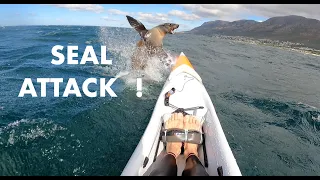 SURFSKI: SEAL ATTACK !!!