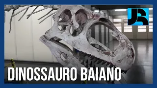 Nova espécie de dinossauro que viveu na Bahia é descoberta no RJ