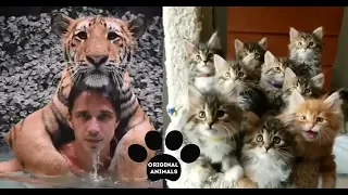 Original Animals #5. CUTE AND FUNNY ANIMALS VIDEO/ МИЛЫЕ И СМЕШНЫЕ ЖИВОТНЫЕ.