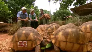 How the plowshare tortoise got its name