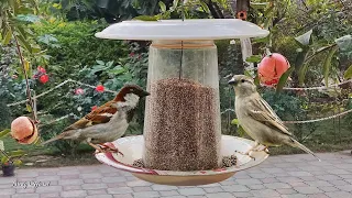 Easy Bird Feeder Idea - Make Your Own DIY Bird Feeder Using Plastic Candy Bottle