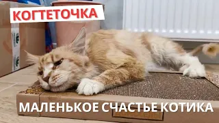 Когтеточка для котика. Кошки Задонского монастыря.