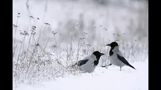 Гроза дачных участков. Охота на ворон. Кроухантинг. Crow Hunting 2023.#4