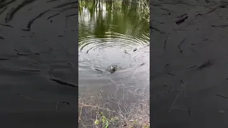 Поклевка подлещика. Рабалка весной в разлив. #рыбалка #fish#nature #разлив #поклевка