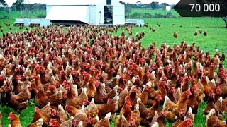 70 000 Chickens owned by a Chinese