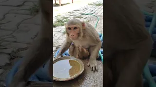 desi monkey cute baby | desi bandar | देसी बंदर | monkey feeding | thirsty monky | crazy too & poo