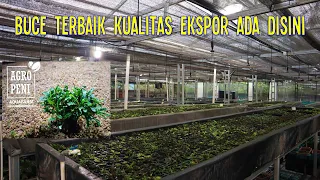 Visit Farm Bucephalandra Terbesar dengan Produksi Fantastis | Agropeni Beja Kemayangan