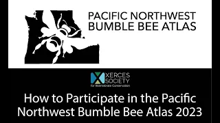 How to Participate in the Pacific Northwest Bumble Bee Atlas 2023