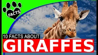 10 Giraffe Facts That Will Surprise You