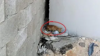 Rescue Poor Kitten Was Thrown In The Desert