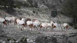 Trophy Scimitar Oryx