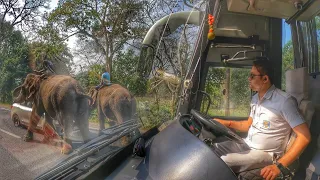 Dibrugarh to Guwahati ASTC Chartered VOLVO | Journey through Kaziranga Forest #assam #kaziranga