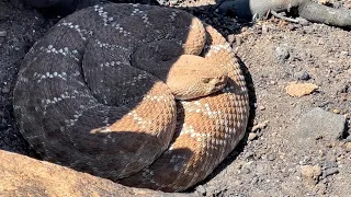 Monster rattle snake found under car while looking for classic cars.