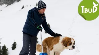 Lawinenhunde (Folge 65) | Tiere bis unters Dach | SWR Plus