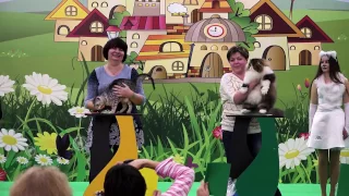 Кэтсбург 2017 одна из самых крупнейших выставок кошек в России