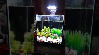 Atman Filter in my small aquarium