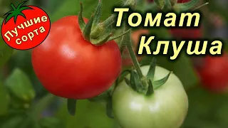 ТОМАТ КЛУША (Лучшие сорта томатов)
