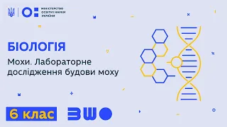 6 клас. Біологія. Мохи. Лабораторне дослідження будови моху