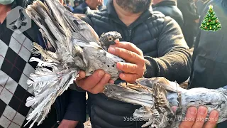 Птичий рынок г. Ташкент - ГОЛУБИ (25.12.2021) / Uzbek Pigeons / Usbekische tauben