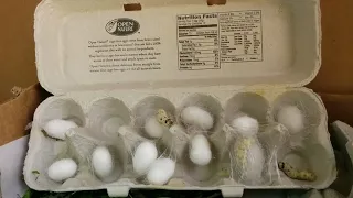 Three hour time lapse of silkworms spinning cocoons