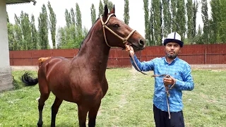 👉Курч жылкылар КЕЛДИ/ Улака АТ 100%🐎 АНГЛИЧАН,ПЕРШЕРОН,