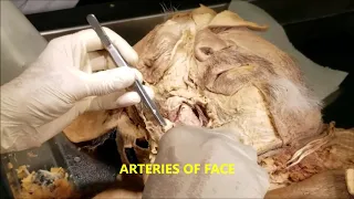 FACIAL VESSELS MUSCLES NERVES and Clinical Aspects – Sanjoy Sanyal