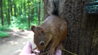 Почти знакомая белка / An almost familiar squirrel