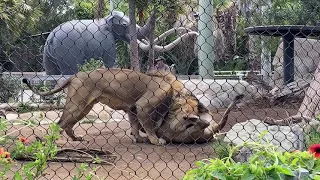 Amazing Lions Roaring at San Diego Zoo