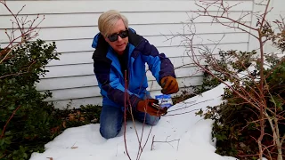 Pruning Blueberries in the Snow, Ep. 49