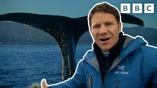 How to Protect Our Whales 🐋 with Steve Backshall | Deadly 60 | CBBC