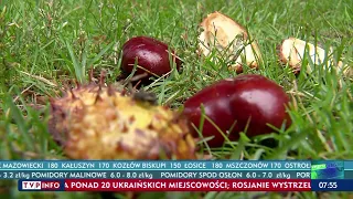 Kasztany pochłaniają niekorzystne promieniowanie? 🌰