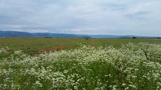 Sounds of nature - Crickets and wind noise, Rustle of grass - 3 hours of Relaxation