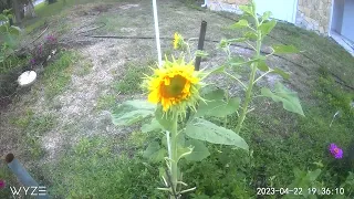 Time lapse of a sunflower growing.