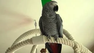 Emma African grey