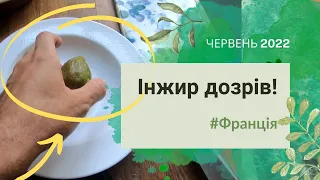 #27 Інжир та інша екзотика у французькому Провансі