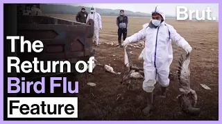 The Return of Bird Flu