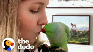 What It’s Like Living With Two Parrots | The Dodo Go Wild